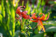 Blossom orange tiger lily in a summer sunset light macro photography. Garden Lilium lancifolium with bright orange petals in summertime, close-up photography. Lilies flowers in sunny day floral poster