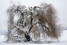 Weeping Willow Tree In Winter Under Snow. It Has Broken Branches Because Of Snow Weighing Heavily On In. Example Of Damages On Trees In Winter.