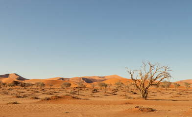 Wall Mural - Hidden Vlei, Sossusvlei, Namibia