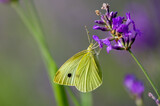 Fototapeta Lawenda - Żółty motyl spijający nektar kwiaty lawendy rozmyte tło