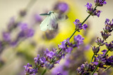 Fototapeta Lawenda - Jasny motyl Bielinek w locie nad lawendą żółte tło