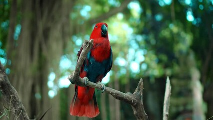 Wall Mural - Parrot red Eclectus roratus with green feathers in the usual habitat with green grass and sprawl