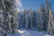© Володимир Маценко - Pine trees covered with snow on frosty day. Spectacular white pine trees on a frosty day. Winter alpine ski resort. Trees covered with snow. Beautiful winter background.