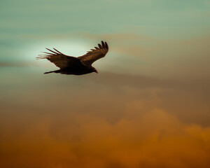  Vulture in Flight