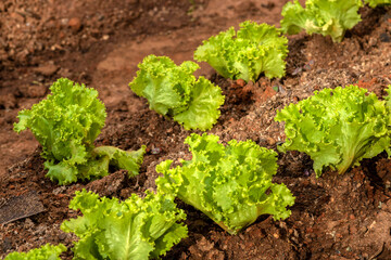 Wall Mural - Close-up with selective focus  of young green lettuce in Brazil