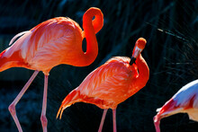Two Red Flamingos Standing On The Shore