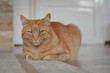Orange tabby cat with an angry look lies on the floor