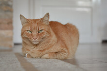 Orange Tabby Cat With An Angry Look Lies On The Floor