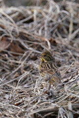 Wall Mural - black faced bunting in the park