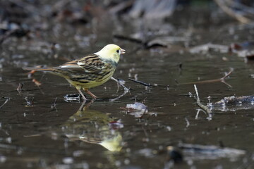 Wall Mural - black faced bunting in the park