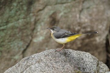 Canvas Print - grey wagtail in the field