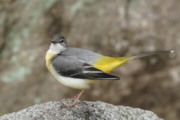 Canvas Print - grey wagtail in the field