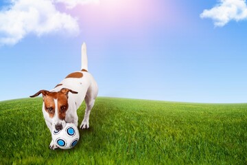 Wall Mural - Cute small dog lying on a green lawn.