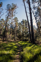 Wall Mural - Strawberry Canyon Trail 4