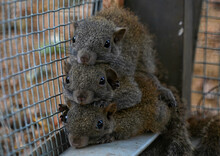 A Selective Focus Of Three Cute Little Squirrels In A Cage Laying Down On Each Other
