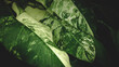 Green leaves of Philodendron Domesticum plant growing in wild, the tropical forest plant, Abstract tropical leaf green leaf texture on black background.