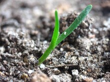 A Small Green Stalk Breaks Through Small Grains Of Sand And Pebbles. Close-up. 