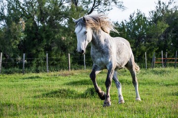 Wall Mural - White Camargue Horse on the natural background.