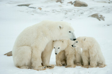 Wall Mural - Polar she-bear with cubs. A Polar she-bear with two small bear cubs on the snow.