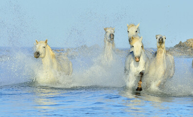 Wall Mural - Herd of White Camargue Horses running on the water