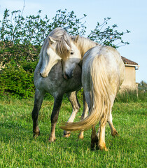 Wall Mural - White Camargue Horse on the natural background.