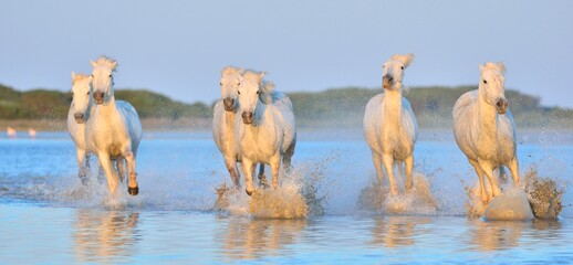 Wall Mural - Herd of White Camargue Horses running on the water