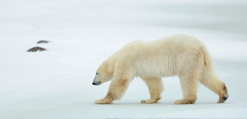 Wall Mural - The adult male polar bear (Ursus maritimus) walking on snow.