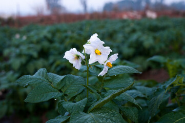 Sticker - Close-up of white potato flowers in the morning.