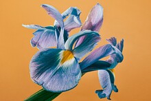 Blue Iris Close-up