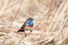 The Bluethroat (Luscinia Svecica) Is A Small Passerine Bird That Was Formerly Classed As A Member Of The Thrush Family Turdidae,