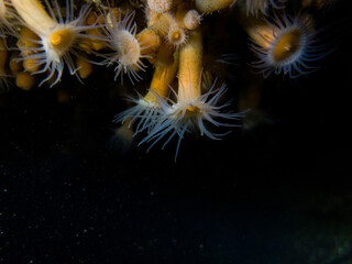 Poster - A closeup shot of octopus, Pacific North West, BC, Canada