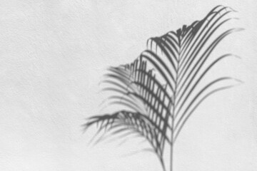 Palm tree leaf black shadow on white texture wall, gray tropical leaves reflection on light surface, abstract plant branch shade, summer nature backdrop, monochrome natural floral pattern background