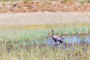 Wall Mural - Water pond on a bog with a Crane