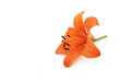 orangefarbene lilienblüte, Lilium Pixie, 3d-effekt