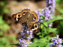 A Buckeye Butterfly On Agastache