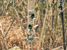 A Closeup Shot Of Downy Woodpecker On A Cold Winter Day