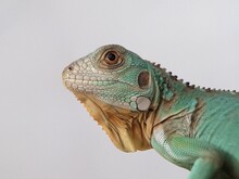 Closeup Of Iguana Lizard Background White