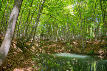  新潟県十日町の美人林