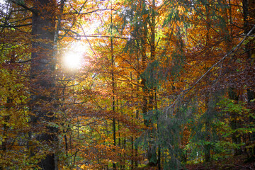 Wall Mural -  The sun`s rays filter through the autumn colors of the forest
