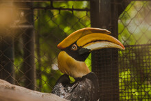 Close-up Of Bird Perching In Cage
