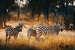 Zebras In The Bush At Sunset, Moremi National Park, Botswana