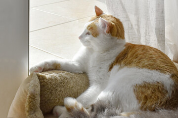 Wall Mural - Cat sitting in cat bed looking out the patio door. Happy ginger and white cat relaxing at home.