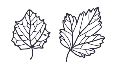 Sticker - Hand Drawn Autumn Leaf Contour or Outline Vector Illustration Set