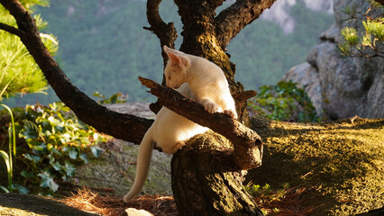 Wall Mural - A white cat playing a pine tree