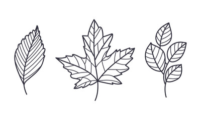 Poster - hand drawn autumn leaf contour or outline vector illustration set