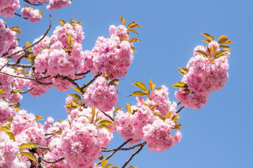 Wall Mural - cherry blossom tree in full bloom