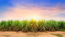 Sugarcane Field At Sunset. Sugarcane Is A Grass Of Poaceae Family.