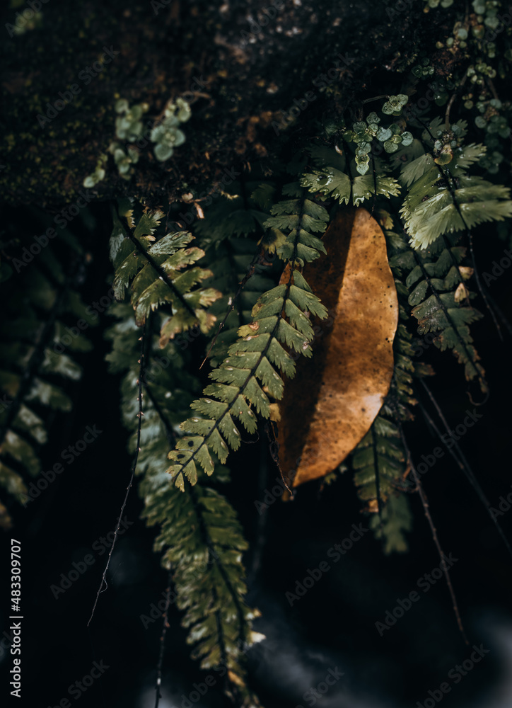 Fotos de flora y fauna de panama Stock Photo | Adobe Stock