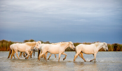 Wall Mural - White Camargue Horses galloping through water. Parc Regional de Camargue - Provence, France