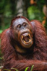 Wall Mural - a close up portrait of the bornean orangutan (pongo pygmaeus) with open mouth. wild nature. central 